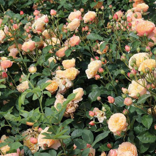 Žlutá - Stromkové růže s květy anglických růží - stromková růže s keřovitým tvarem koruny